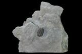 Flexicalymene Trilobite - LaPrairie, Quebec #164360-5